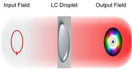 Input field passing through a printed LC droplet to produce a structured output field