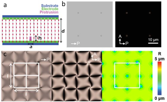 Protrusion-patterned LC cell and simulated POM textures and retardation map